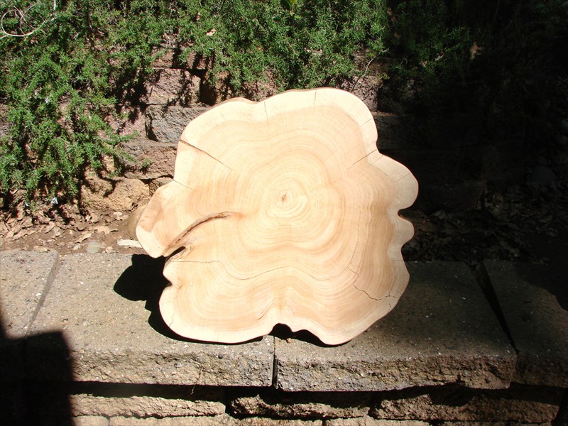 Monterey Pine Slabs will be made into small tables